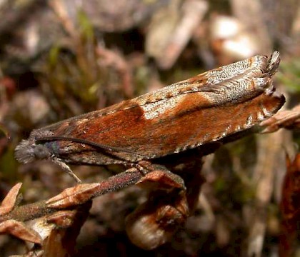 Adult &bull; &copy; Matthias Biere