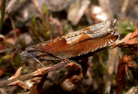 Ancylis uncella