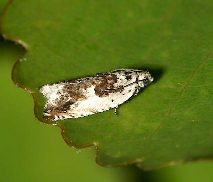 Adult &bull; Sutherland &bull; &copy; Duncan Williams