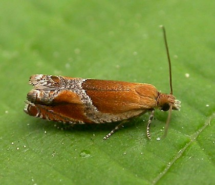 Adult &bull; Schoten, Antwerp, Belgium &bull; &copy; Adriaan Peeters