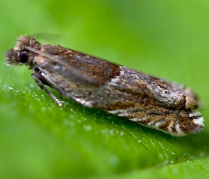 Adult &bull; Longleat, Wiltshire &bull; &copy; Graham Finch