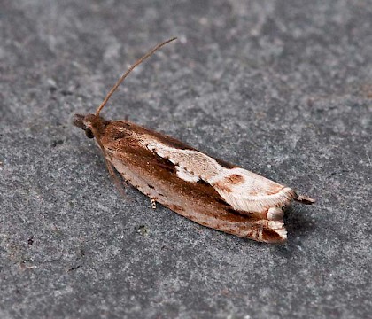 Adult, gen. det. &bull; &copy; Chris Johnson