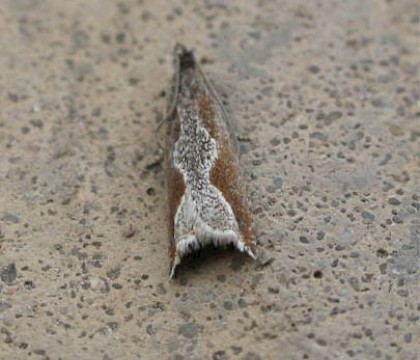Adult &bull; Leighton Moss, Lancashire &bull; &copy; Brian Hancock