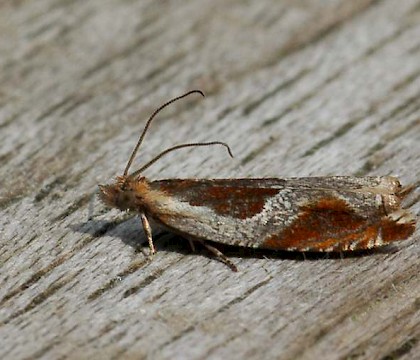 Adult &bull; Brecht, Antwerpen, Belgium &bull; &copy; Chris Steeman