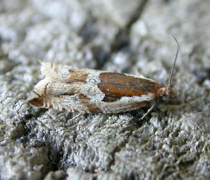 Adult &bull; Burnham-on-sea, Somerset. June. &bull; &copy; Andy Slade