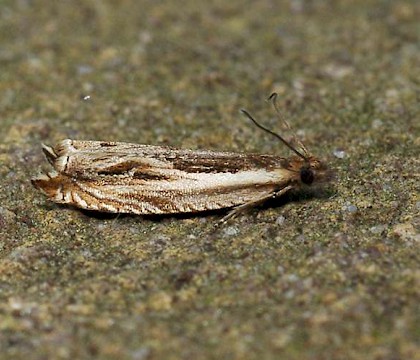 Adult &bull; Brecht, Antwerpen, Belgium &bull; &copy; Chris Steeman