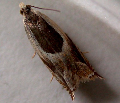 Adult &bull; Horning Hall Marshes, Norfolk &bull; &copy; Andy Beaumont