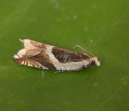 Adult &bull; &copy; Martin Gray