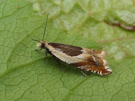 Ancylis badiana