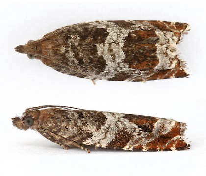 Adult &bull; &copy; Nigel Partridge