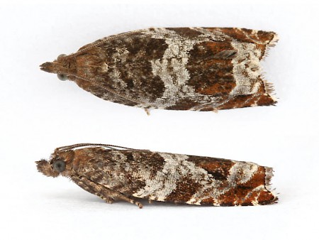 Ancylis achatana