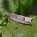 Adult • Whixall Moss, Shropshire • © David Grundy