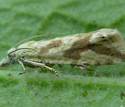 Adult &bull; La Bergerie, France &bull; &copy; Graham Wenman