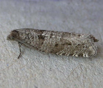 Adult &bull; Westcott, Bucks, gen. det. P.Hall &bull; &copy; Dave Wilton