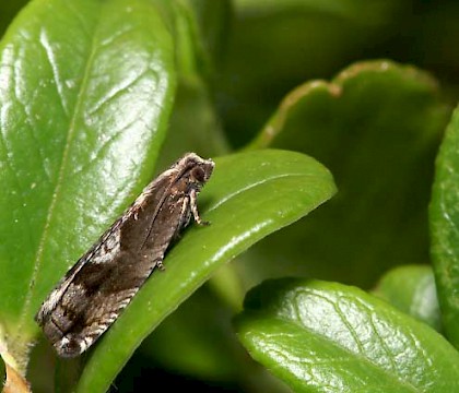 Adult &bull; Ravens Rock Forest Gorge VC107, Sutherland &bull; &copy; Duncan Williams