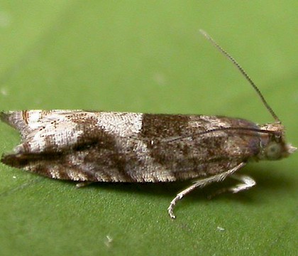 Adult &bull; Eye, Suffolk &bull; &copy; Paul Kitchener