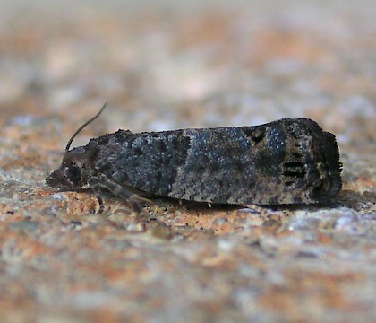 Adult &bull; Chorlton, Greater Manchester &bull; &copy; Ben Smart