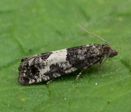 Adult &bull; East Ross, Scotland &bull; &copy; Nigel Richards