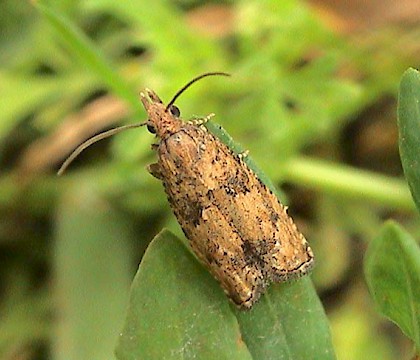 Adult &bull; Strete Gate Beach, Slapton, Devon. 16 August 2003 &bull; &copy; John Walters