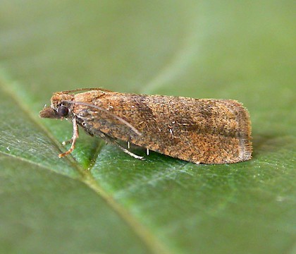 Adult &bull; ex. Larva, Chorlton, Greater Manchester &bull; &copy; Ben Smart