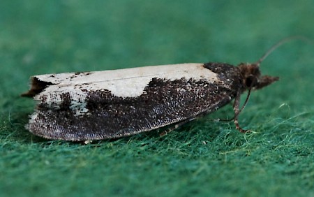 Epinotia caprana