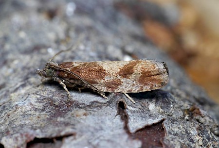 Epinotia caprana