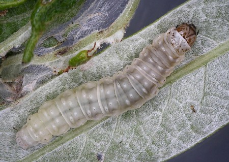 Epinotia caprana