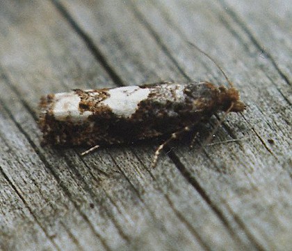 Adult &bull; &copy; Paul Housley