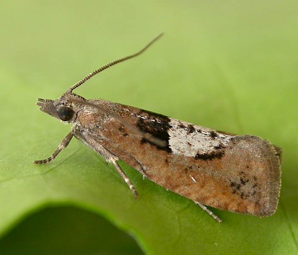 Adult &bull; Chorlton, Greater Manchester &bull; &copy; Ben Smart