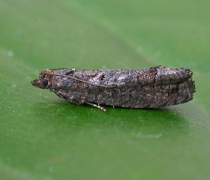 Adult &bull; Grafton Wood,
Grafton Wood, Worcestershire &bull; &copy; Patrick Clement