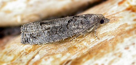 Epinotia maculana