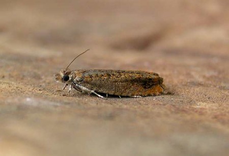 Epinotia abbreviana