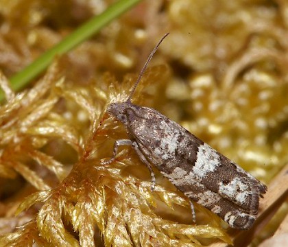 Adult &bull; Loch na Capulich, Sutherland. &bull; &copy; Duncan Williams