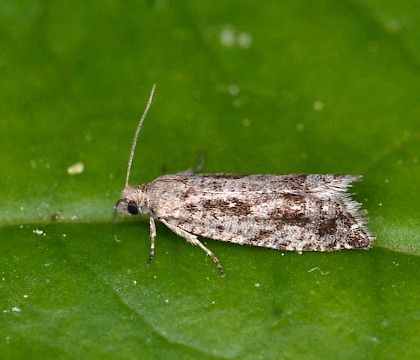 Adult &bull; Kvikne, Oppland, Norway &bull; &copy; Svein Bekkum