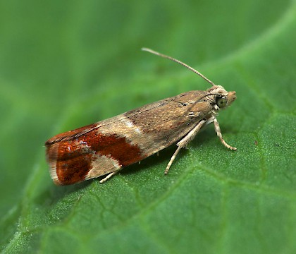 Adult &bull; Queens Wood, Herefordshire, reared from larva &bull; &copy; Patrick Clement