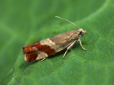 Willow Tortrix Epinotia cruciana