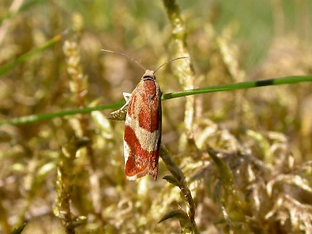 Willow Tortrix Epinotia cruciana