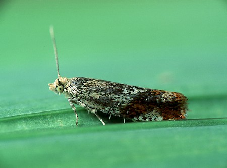 Willow Tortrix Epinotia cruciana