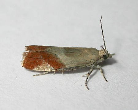 Willow Tortrix Epinotia cruciana