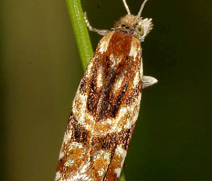 Adult &bull; Valayre Burn, Shetland &bull; &copy; Roger Thomason
