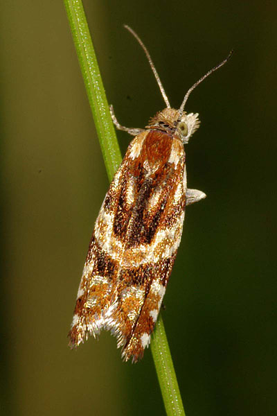 Epinotia mercuriana