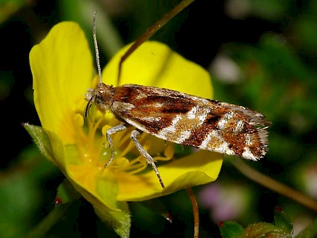 Epinotia mercuriana