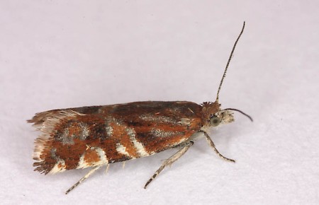 Epinotia mercuriana