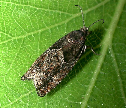 Adult &bull; Wells, Somerset &bull; &copy; Andrew Duff