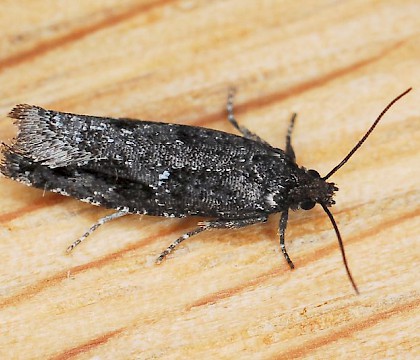 Adult &bull; Nord-Fron, Oppland, Norway &bull; &copy; Svein Bekkum