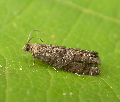 Adult &bull; Schoten, Antwerp, Belgium &bull; &copy; Adriaan Peeters