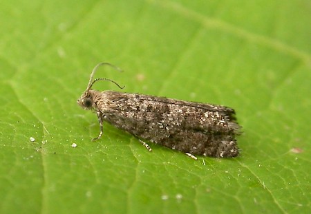 Epinotia nanana