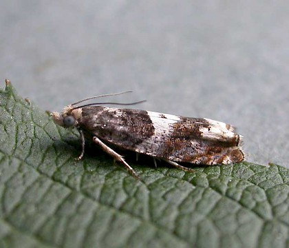 Adult &bull; Fleet, Hampshire &bull; &copy; Rob Edmunds