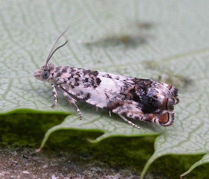 Adult &bull; Balrath Wood, County Meath &bull; &copy; Eamonn O? Donnell