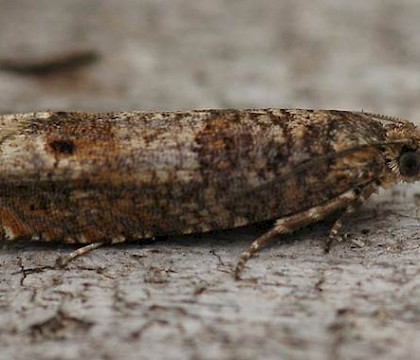 Adult &bull; Stamprooiersbroek, Kinrooi, Limburg, Belgium &bull; &copy; Chris Steeman